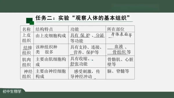 2.2.2 动物体的结构层次 课件（共24张PPT）