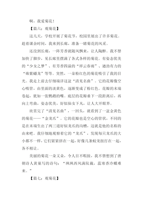 观菊花作文0.docx
