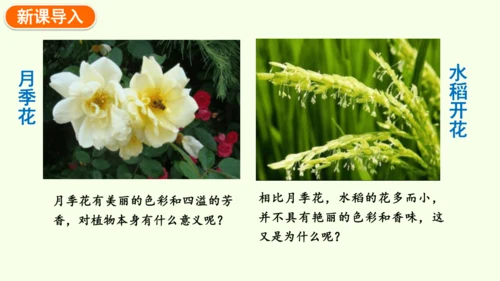 3.1.3开花和结果-七年级生物下学期同步精品课件（2024人教版）(共27张PPT)