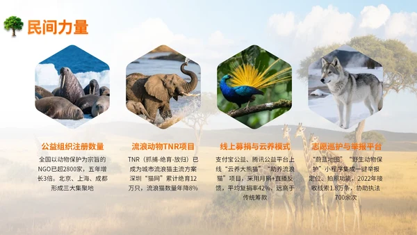 橙色世界动物日志愿者科普PPT模板