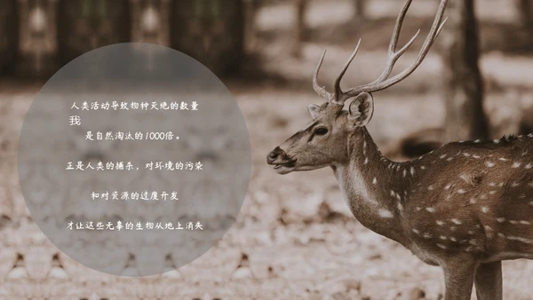敬畏自然尊重生命保护动物大象通用PPT模板