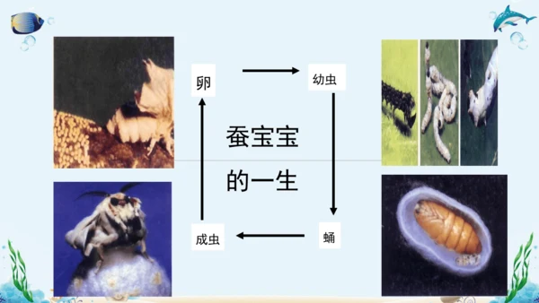 人教版八年级下册生物复习课件