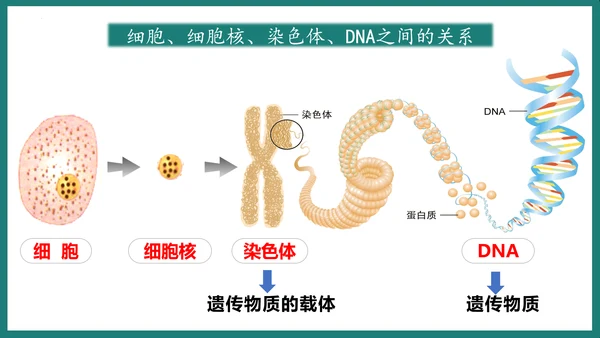 第一单元第三章从细胞到生物体（复习课件）-七年级生物上册同步教学精制课件（人教版2024）(共44张