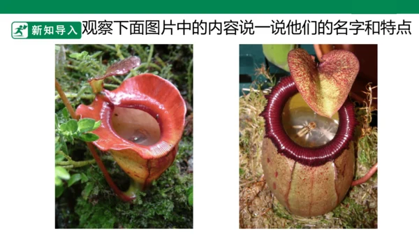 第二课《吃虫草》课件