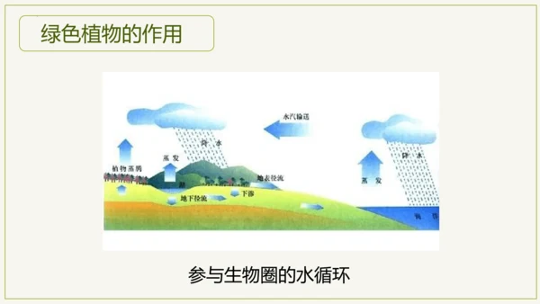 3.6 爱护植被，绿化祖国2023-2024学年七年级生物上学期同步精品课件（人教版）(共21张PP