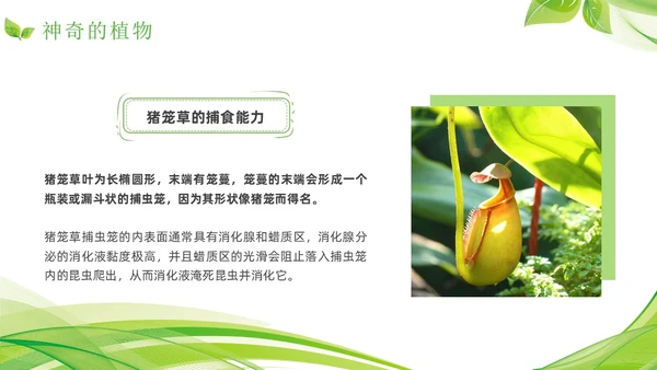 植物介绍简约绿色树叶花卉线条知识科普