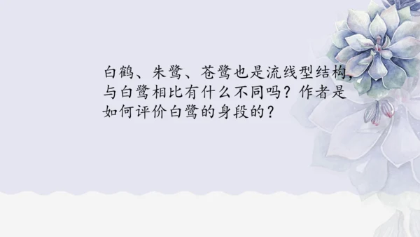 《1 白鹭》课件