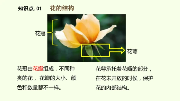 3.1.3开花和结果-七年级生物下学期同步精品课件（2024人教版）(共27张PPT)