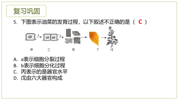 2.2.3植物体的结构层次 【说课课件】2023--2024学年人教版生物七年级上册(共42张PPT