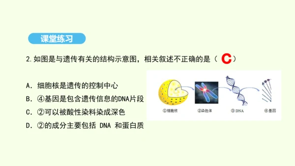 7.2.2基因在亲子代间的传递课件-人教版生物八年级下册(共29张PPT)