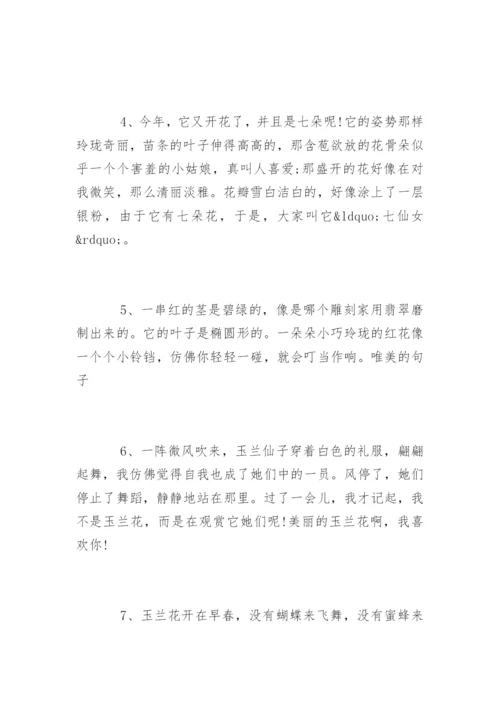 描写白玉兰的段落.docx