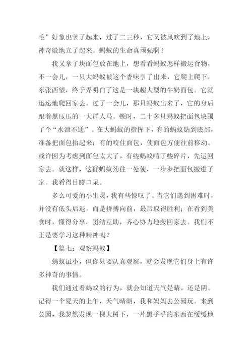 三年级作文观察蚂蚁.docx