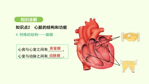 第四单元-第四章-第三节 输送血液的泵——心脏（第1课时）课件-2024-2025学年七年级生物下学