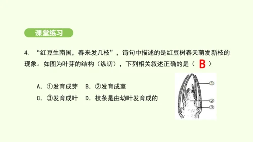 第三单元-第一章-第二节-植株的生长课件-2024-2025学年七年级生物下学期人教版(2024)(