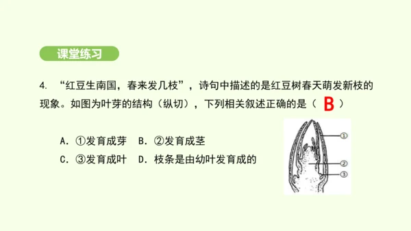 第三单元-第一章-第二节-植株的生长课件-2024-2025学年七年级生物下学期人教版(2024)(