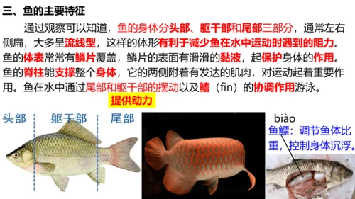 人教版生物八年级上册5.1.4《鱼》课件(共17张PPT)