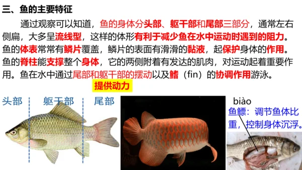 人教版生物八年级上册5.1.4《鱼》课件(共17张PPT)