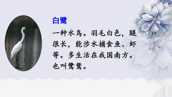 《1 白鹭》课件