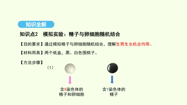7.2.4人的性别遗传课件-人教版生物八年级下册(共31张PPT)