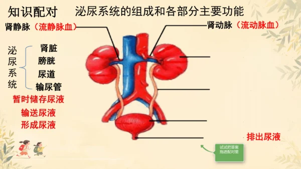 初中生物学人教版（新课程标准）七年级下册4.5 人体内废物的排出课件(共24张PPT)