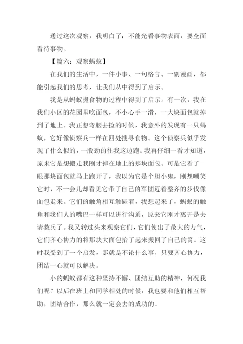 观察蚂蚁的作文400字.docx