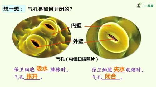 3.2.1水的利用与散失-七年级生物下学期同步精品课件（2024人教版）(共32张PPT)