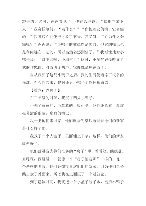 养鸭子作文0.docx