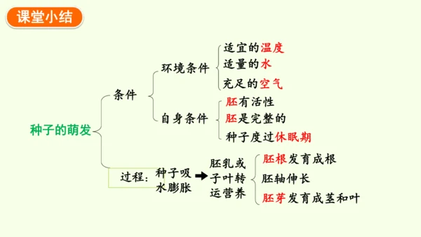 3.1.1 种子的萌发-七年级生物下学期同步精品课件（2024人教版）(共25张PPT)