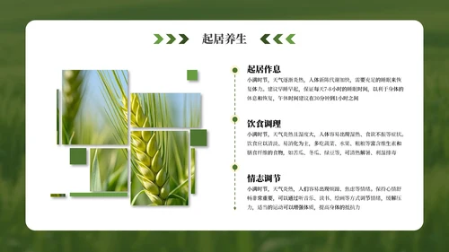 绿色小满节气介绍通用模板