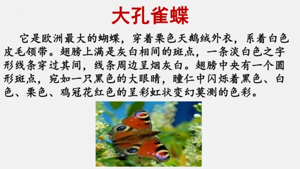八年级上册语文第五单元 名著导读 《昆虫记》 课件
