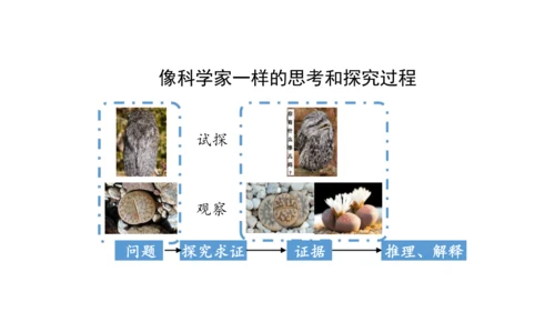 1.1.1 生物的特征 课件（共28张PPT）