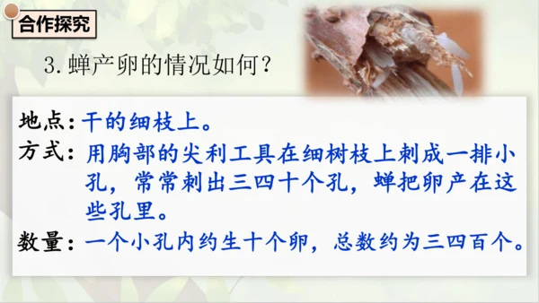 21《蝉》课件