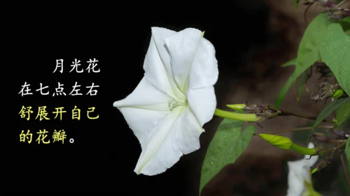 13《花钟》（课件）