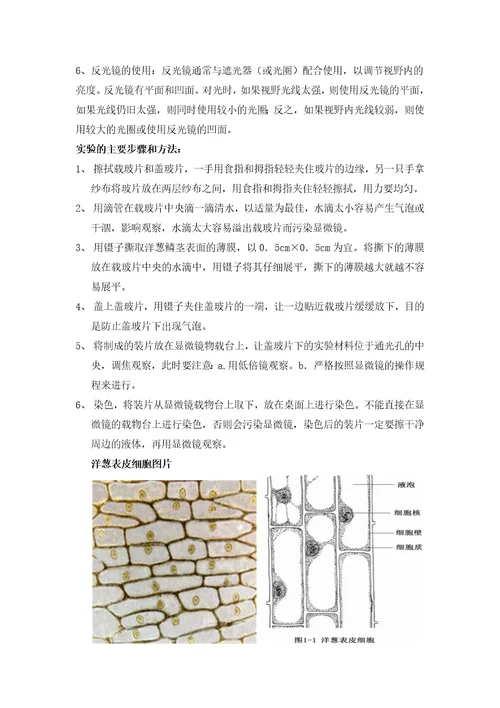 观察植物玻片标本的实验报告