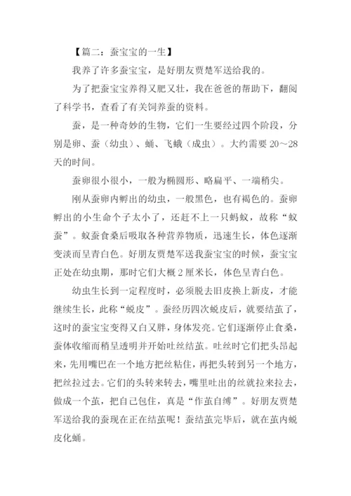 蚕宝宝的一生作文.docx