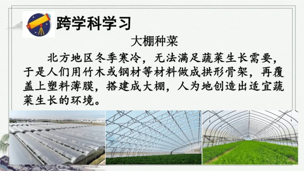 部编版五年级上册语文 15 小岛 课件