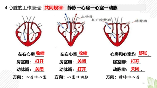 七年级下册4.4人体内物质的运输（复习课件）(共27张PPT)