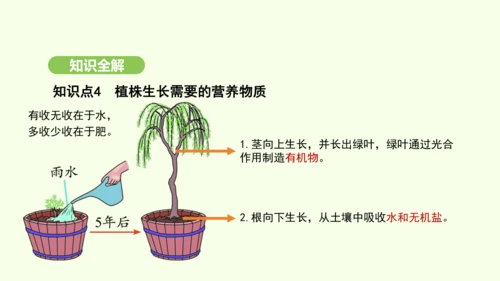 第三单元-第一章-第二节-植株的生长课件-2024-2025学年七年级生物下学期人教版(2024)(