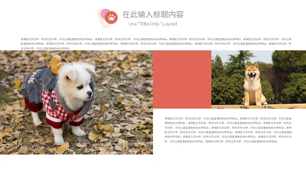 宠物乐园萌宠猫咪主题通用PPT模板