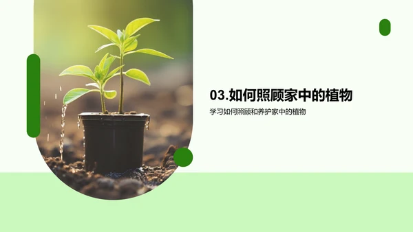 植物成长之旅