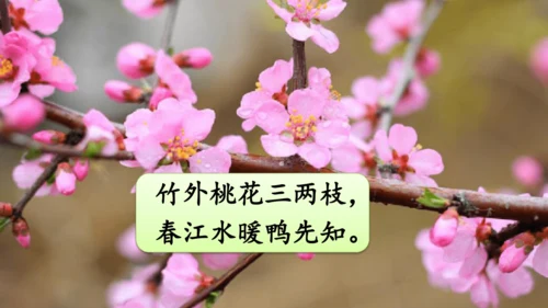 统编版语文三年级下册第一单元 《口语交际：春游去哪儿玩》课件