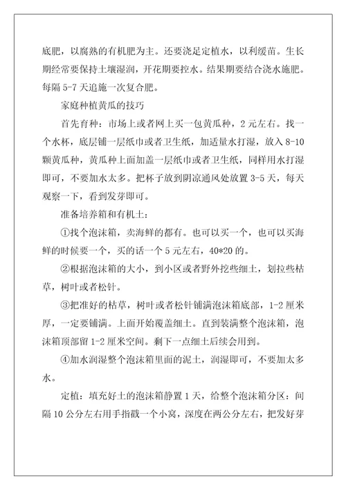 阳台黄瓜种植技术黄瓜种植栽培管理技术