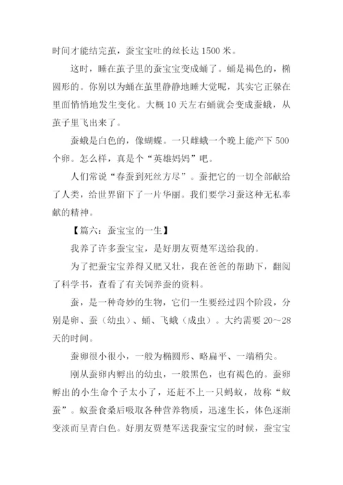 蚕宝宝的一生作文.docx