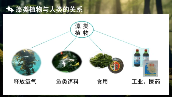3.1.1 藻类、苔藓和蕨类植物 课件 人教版生物七年级上册(共27张PPT)
