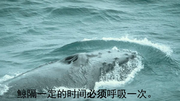 统编版语文五年级上册第五单元 习作例文《鲸》《风向袋的制作》 课件