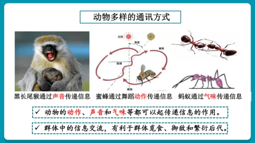 5.2.3社会行为课件-人教版生物八年级上册