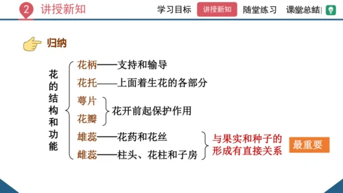 3.2.3  开花和结果  课件-2023-2024学年人教版生物七年级上册(共27张PPT)