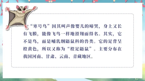 二年级上册第十三课寒号鸟PPT模板