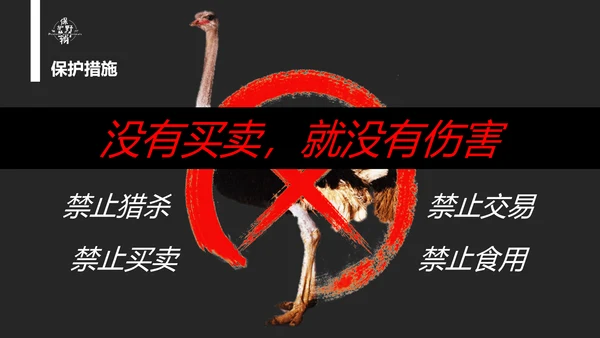 保护野生动物老虎PPT模板
