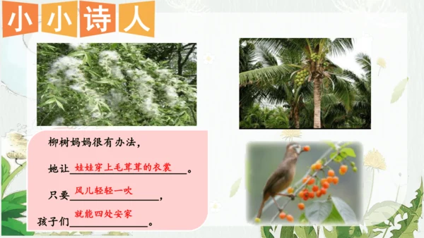 3 植物妈妈有办法 第二课时  课件